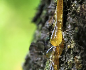 tree-sap